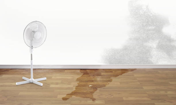 Best Mold removal after water damage  in Tulia, TX
